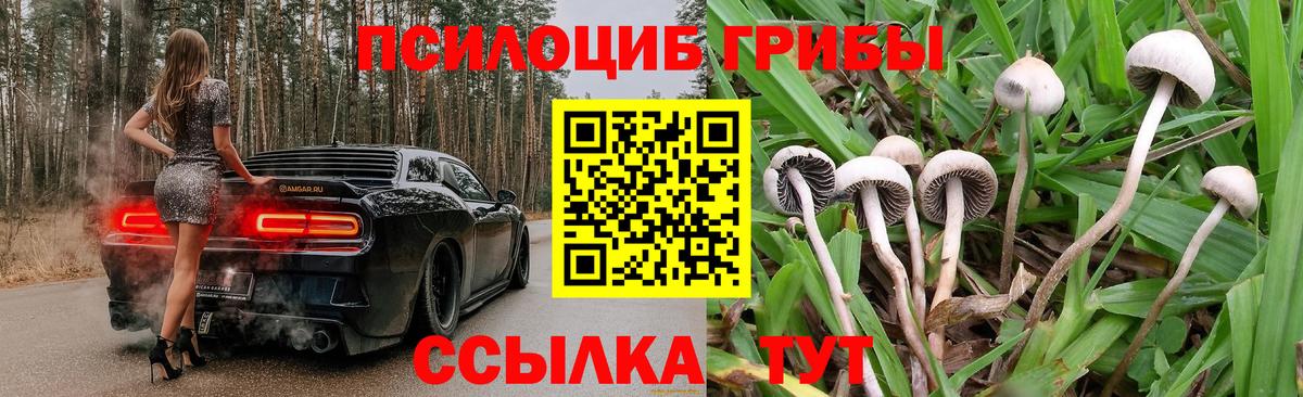 Галлюциногенные грибы Psilocybe Санкт-Петербург